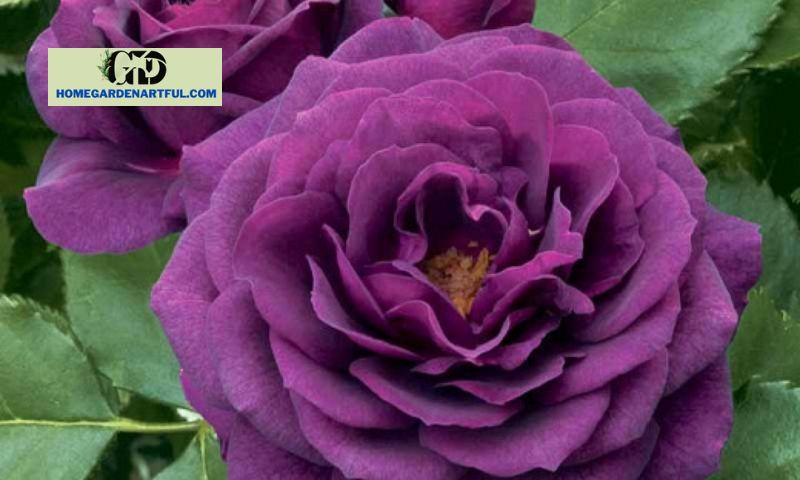 Ebb Tide Rose: How To Plant From Bare Roots