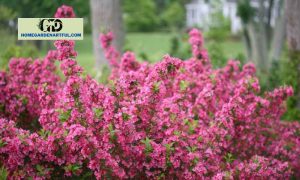 Weigela Sonic Bloom: Everything You Should Know