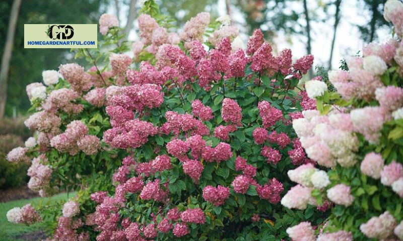 Fire Light Hydrangea: How To Plant It Properly