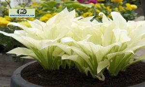 White Feather Hosta: Everything Yous Should Know