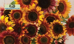 Autumn Beauty Sunflower: How To Take Care Of This Beautiful Flower