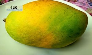 East Indian Mango: Is It Difficult To Plant In Your Garden?