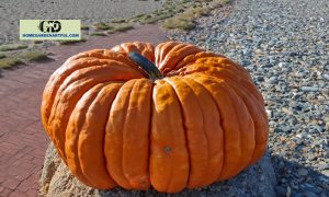 ** Unveiling the Marvel of Atlantic Giant Pumpkin: The Epitome of Pumpkin Growing Mastery