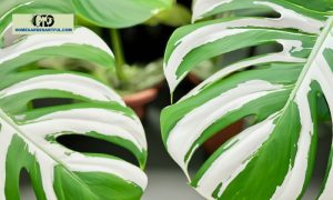 Half Moon Monstera: Things You Should Know