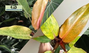Philodendron Orange Marmalade Care Guide