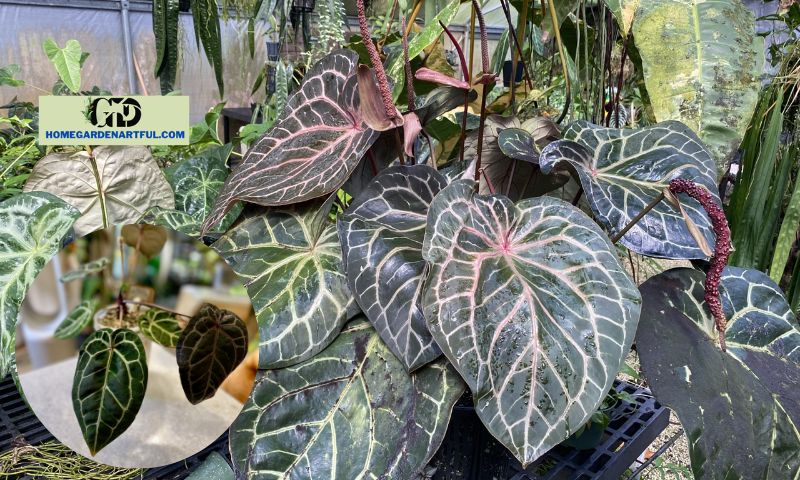 Anthurium Red Crystallinum: An Incredible Plant On Earth For Your Garden