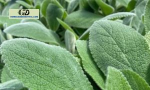 Helen Von Stein Lamb's Ear: Everything You Should Know