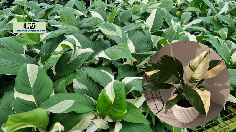 Picasso Peace Lily: How To Take Care Well Of This Plant