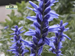 Blue Marvel Salvias: Everything You Should Know