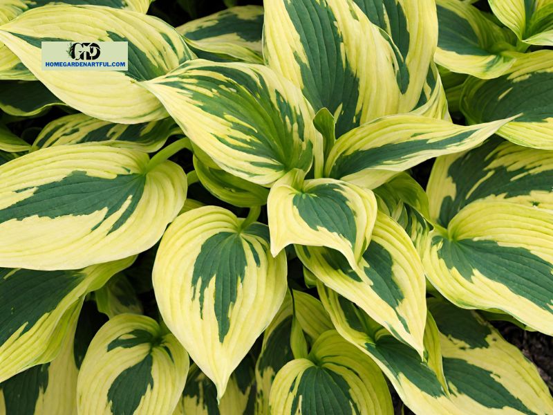 Party Streamer Hosta: Everything You Should Know