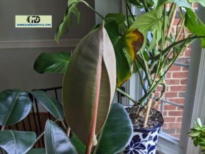 Curled Rubber Plant Leaves: How To Fix This Problem?