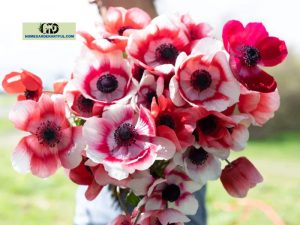 How To Grow Red Carnations And White Anemones Successfully?
