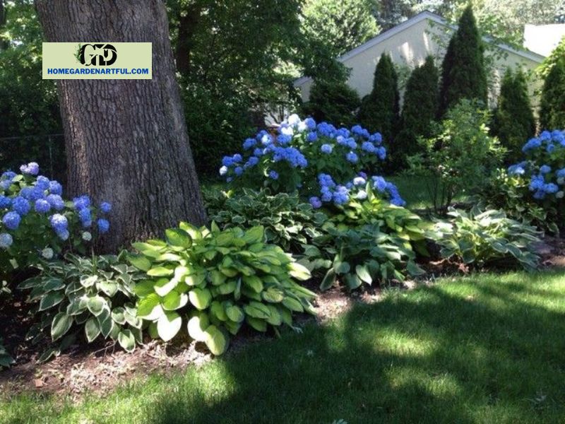 Landscaping With Hydrangeas And Hostas