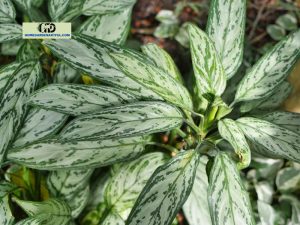 Aglo Silver Queen: How To Take Well Care Of This Plant