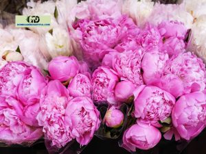 French Peony Plant: Everything You Should Know