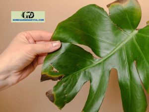 Monstera Leaves Turn Black: Cause And Solutions