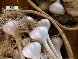 Is Garlic A Nightshade?