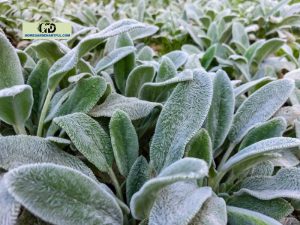 Silver Carpet Lamb's Ear: Everything You Should Know