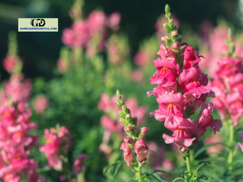Pink Snapdragon Flowers: How To Take Care Of This Plant