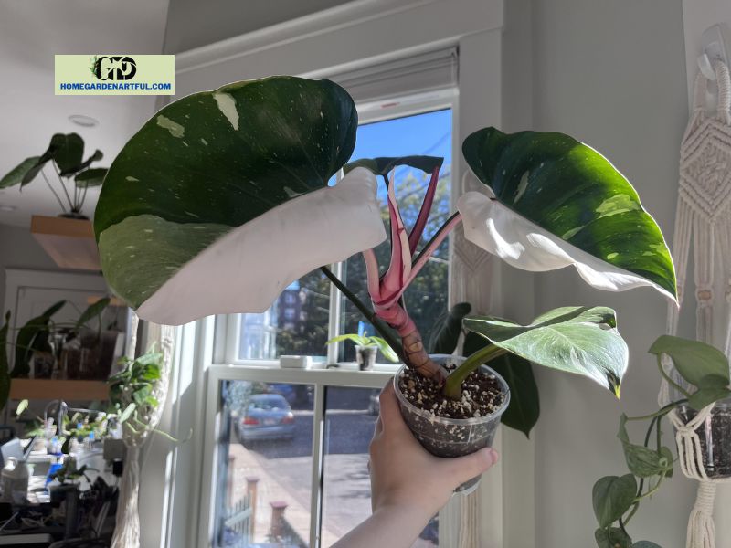 White Princess Philodendron: Everything You Should Know