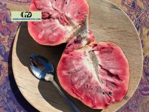 Red Custard Apple: Find Everything About This Plant