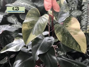 Strawberry Shake Philodendron: Everything You Should Know