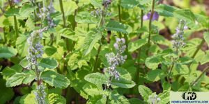 When to Plant Catmint