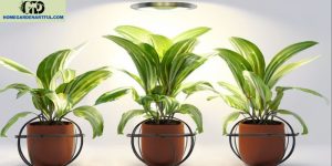 Mastering Calathea Lighting Requirements: A Complete Guide