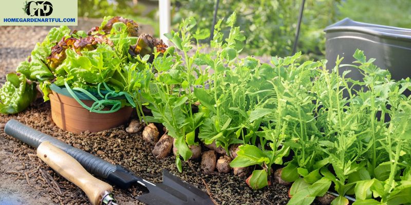 Beginner's Guide: How to Start a Vegetable Garden