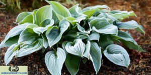 Hosta First Frost: Protecting Your Beloved Plants