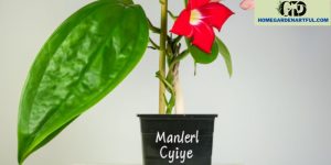 Master the Care of a Mandevilla: Your Easy Guide