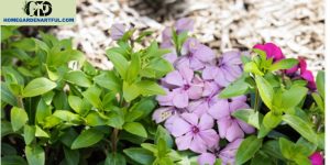 Knowing the Right Time: Vinca When to Plant Guide