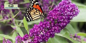 Propagating A Butterfly Bush: Everything You Should Know