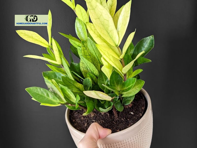 Chameleon ZZ Plant: Everything You Should Know