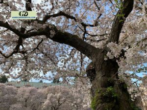 Weeping Yoshino Cherry Tree: Comprehensive Guide For Gardeners