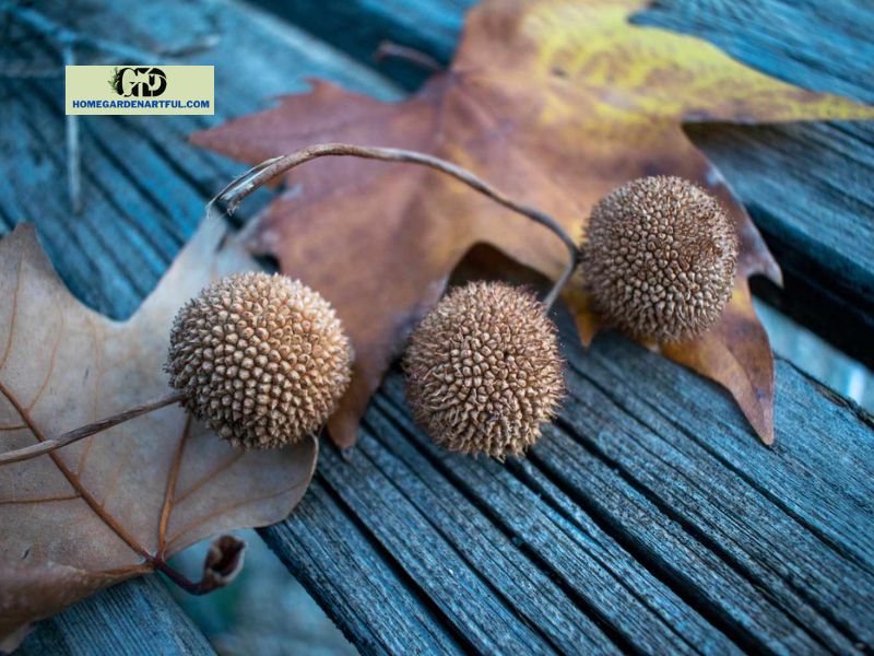 Sycamore Tree Seeds: Discover This Amazing Plant