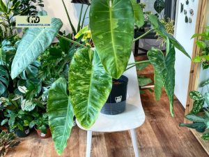 Philodendron Jose Buono: How To Care For This Plant