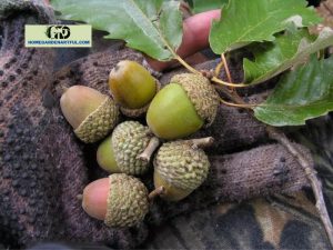 Types Of Acorns: Everything You Should Know