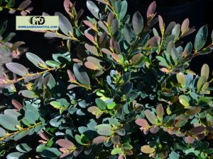 Cinnamon Girl Distylium: How To Grow And Care For This Plant