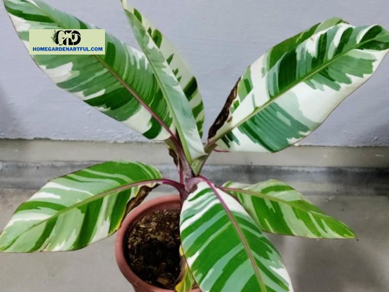 Variegated Banana Plant: Tips To Care Well For This Plant