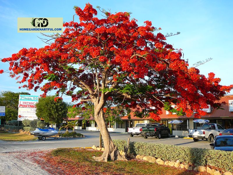Flame Tree Bonsai: How To Take Care Of This Plant