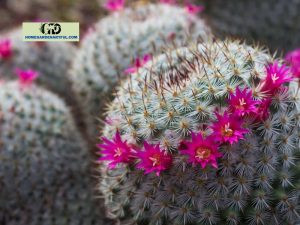 5 Types Of Cactus With Pink Flower You Should Know