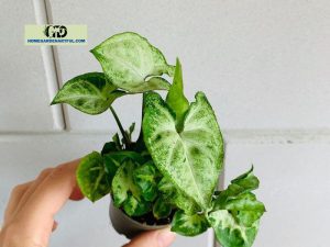 How To Care For Syngonium White Butterfly