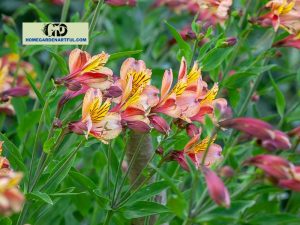 Alstroemeria Inca Holland: Discover This Amazing Plant