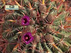Devil's Tongue Cactus: Tips To Care Well For This Plant