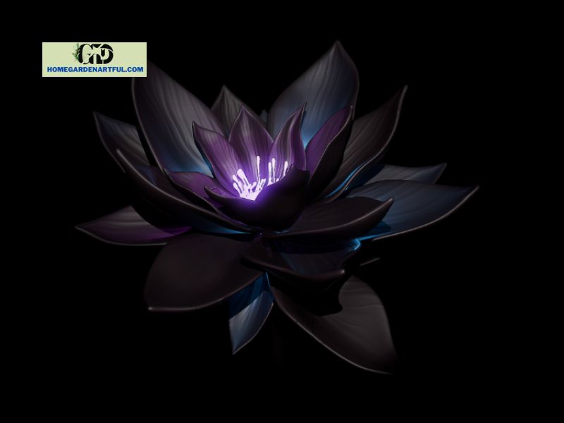 Meaning of Black Lotus: An Surprising Truth For You