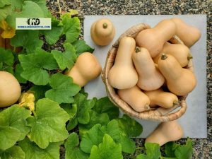 Growing Pumpkins in Small Spaces With 7 Simple Tips
