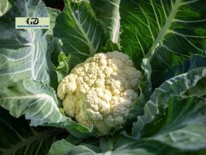 7 Growing Stages Of Cauliflower