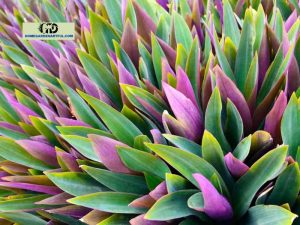 Oyster Plant in Florida: Everything You Should Know