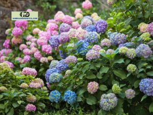 Epsom Salt For Hydrangeas: Is It Useful For Your Plants?